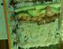 台式牛油果鰻魚壽司的做法图解4