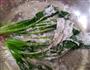 香煎菠菜的做法图解3