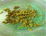 自制手工桂花蜜的做法图解5