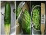海米萝卜饺子的做法图解2