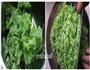 海米萝卜饺子的做法图解7
