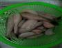 龙头鱼豆腐汤的做法图解1