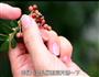 豆片金针菇肥牛卷的做法图解7
