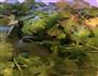 凉拌芝麻香菜的做法图解1