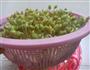 无公害纯天然自己栽培的绿色豆芽菜的做法图解5