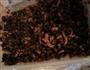 雪菜肉丝闷饭的做法图解3