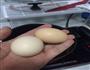 鸡蛋茄子羊肉鸡汤面的做法图解3