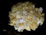 浮皮控菜的做法图解7
