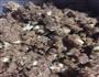 核桃酥的做法图解3