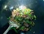 青椒香菇炒腊肠的做法图解6