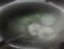 萝卜骨头汤的做法图解5
