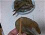 茄汁大虾的做法图解2