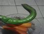 鱼香肉丝的做法图解1