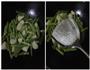 豆角炖土豆的做法图解6