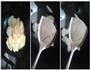 清炒土豆片的做法图解4