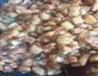 唐山棋子烧饼的做法图解2