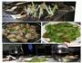 清蒸多宝鱼的做法图解5