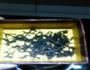 五分钟煮出 香浓奶茶的做法图解4