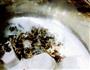 黑珍珠般的菰米奶白芋头甜汤的做法图解5