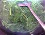 姜汁菠菜的做法图解4