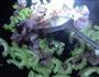 苦瓜炒腊肉的做法图解8