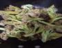 花菜烧肉的做法图解6