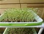 自制有机活体蔬菜 如意菜 赤豆芽苗菜的做法图解7