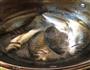 鲫鱼豆腐汤的做法图解4
