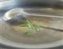牛肉番茄土豆烩面  揪面片的做法图解9