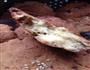 桃酥的做法图解2