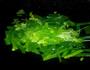 芹菜大蒜闷鱼的做法图解6