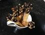 巧克力腰果手指饼干的做法图解13