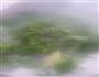 芹菜叶蛋花汤的做法图解3
