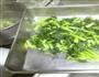 肉丝塌棵菜的做法图解4