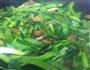 荷兰豆炒芹菜蒜的做法图解6