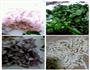 宝宝食谱  黄油洋葱菠菜培根杂酱面的做法图解1