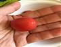 陈皮浸小番茄的做法图解1