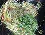 合菜腐皮卷-乌江榨菜的做法图解11
