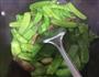 荷兰豆炒腊肉的做法图解3