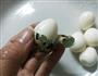 巧剥鹌鹑蛋的做法图解5