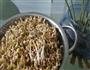 豆芽儿-不用豆芽机的自生豆芽的做法图解6