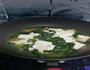 小白菜炖豆腐的做法图解3