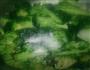 蒜蓉西兰花的做法图解8