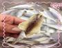 香煎小黄鱼的做法图解2