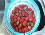超简单  自制养颜美味草莓酱的做法图解2