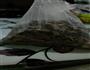 核桃分心木粥的做法图解1