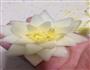 白莲花的做法图解10