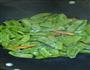 菜豌豆炒香肠的做法图解3