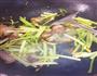 芹菜炒腊肉的做法图解5