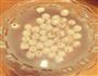 银耳红枣莲子汤的做法图解2
